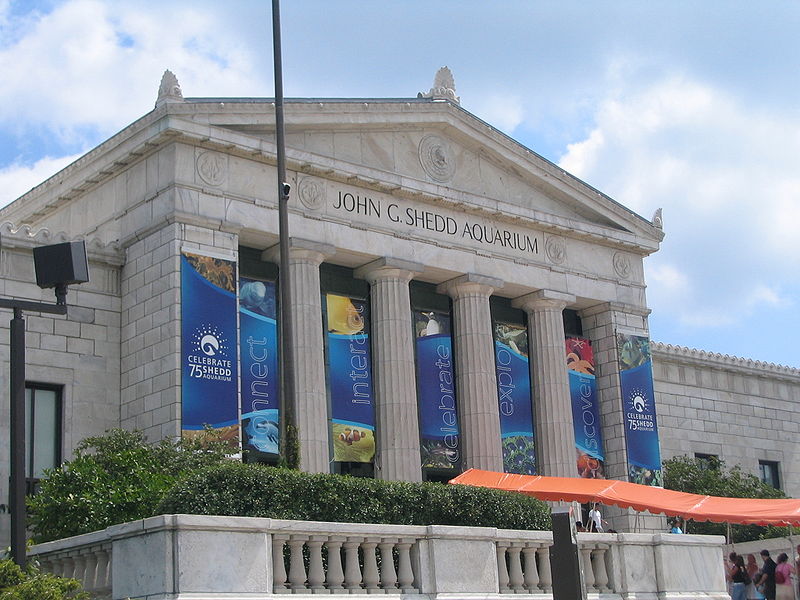 real-shedd.jpg